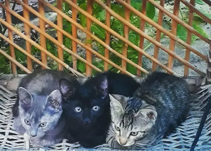 Готель типу 