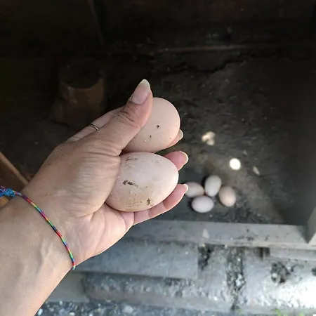 Tuana Garden לינה וארוחת בוקר 3*