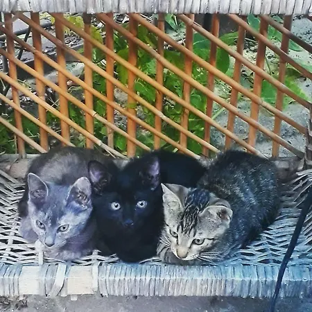 Alojamento de Acomodação e Pequeno-almoço Tuana Garden *