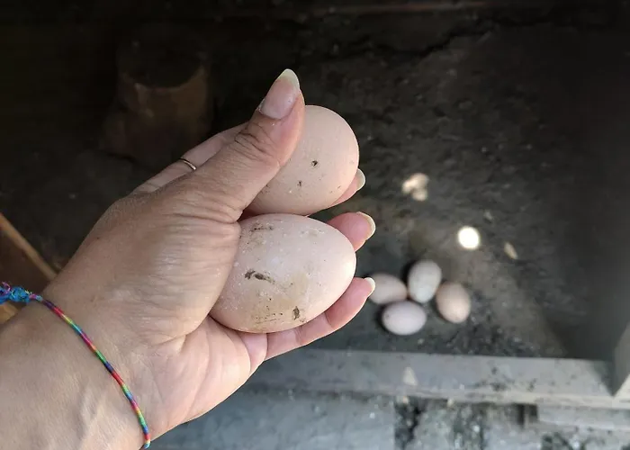 Tuana Garden Bed and Breakfast 3*